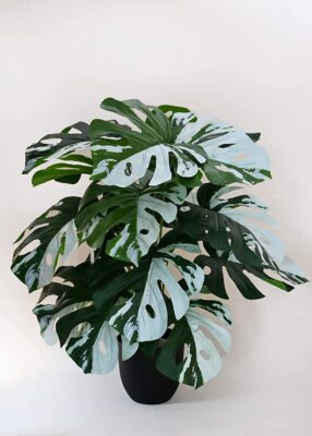 Blooming Floret Artificial Monstera Plant | with Basic Black Pot | Contrasting Leaves in Green & White | Ornamental Plant for Interior Decor/Home Decor/Office Decor | 18 Leaves | Durable